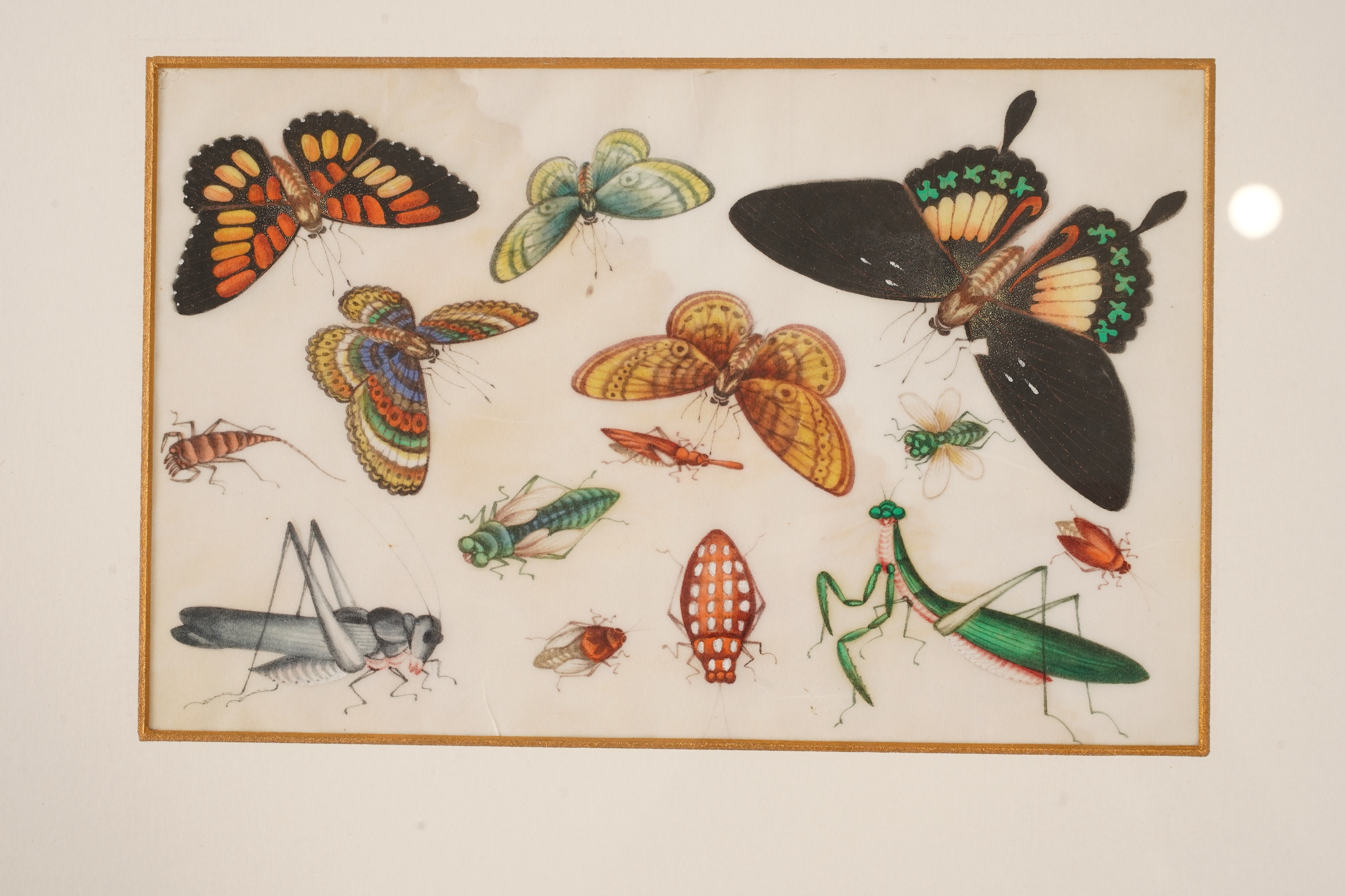 Chinese School , (mid 19th century), Butterfly and insect studies, A set of eight watercolours on pith paper, each image 16 x 26cm, staining